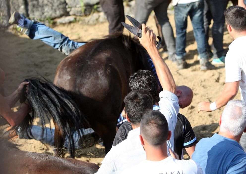 Sabucedo exhibe bravura en su Rapa das Bestas