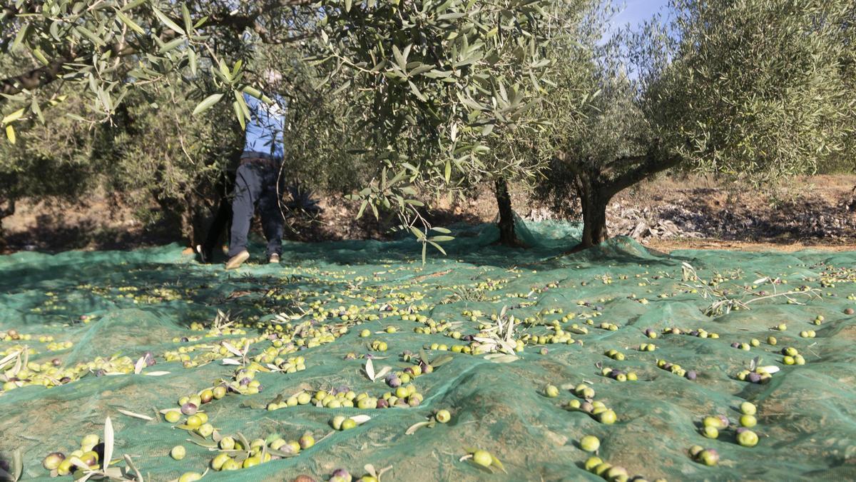 Campaña de la oliva