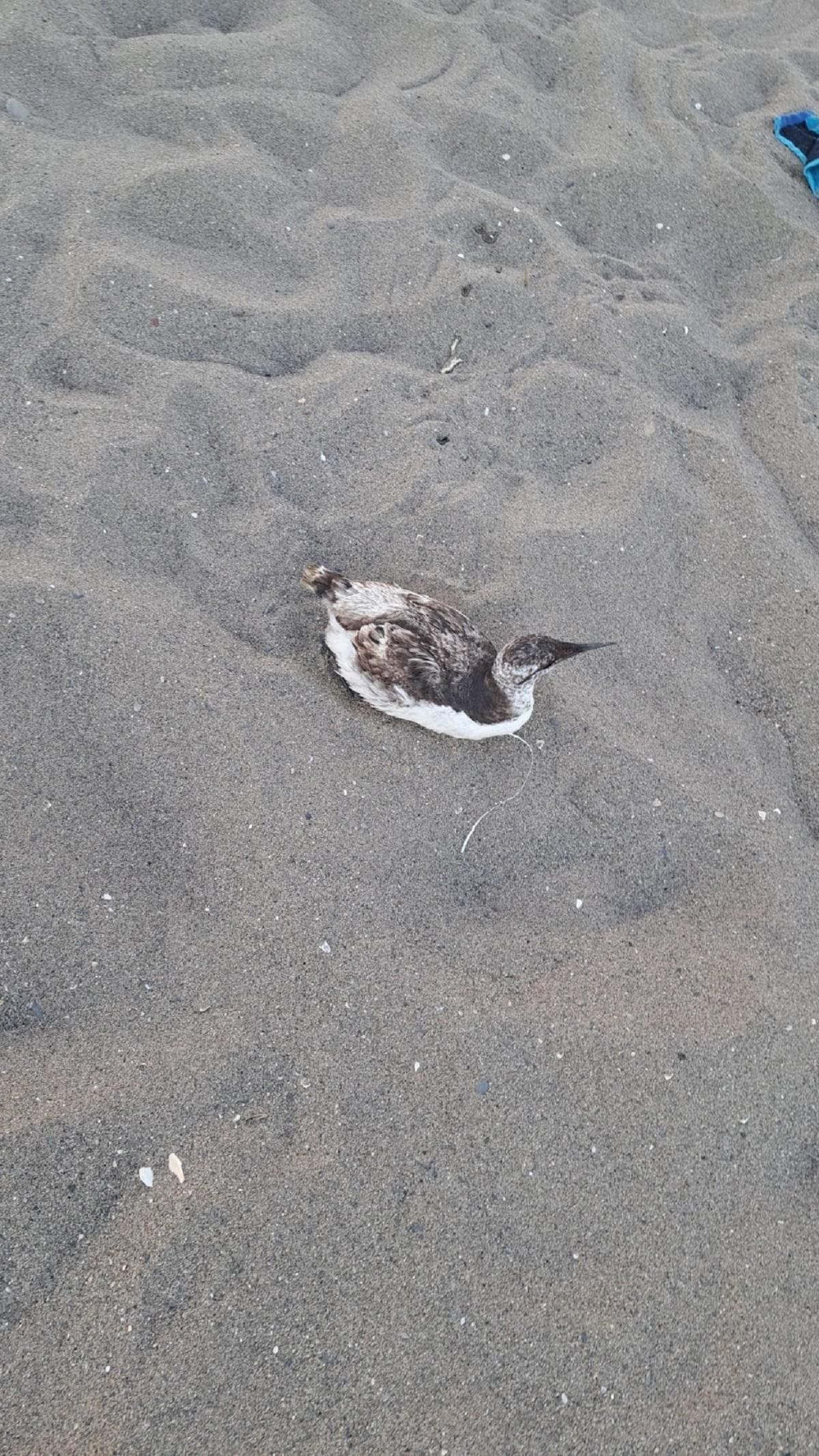 El ejemplar de arao común fue encontrado exausto en la playa de La Carihuela de Torremolinos.