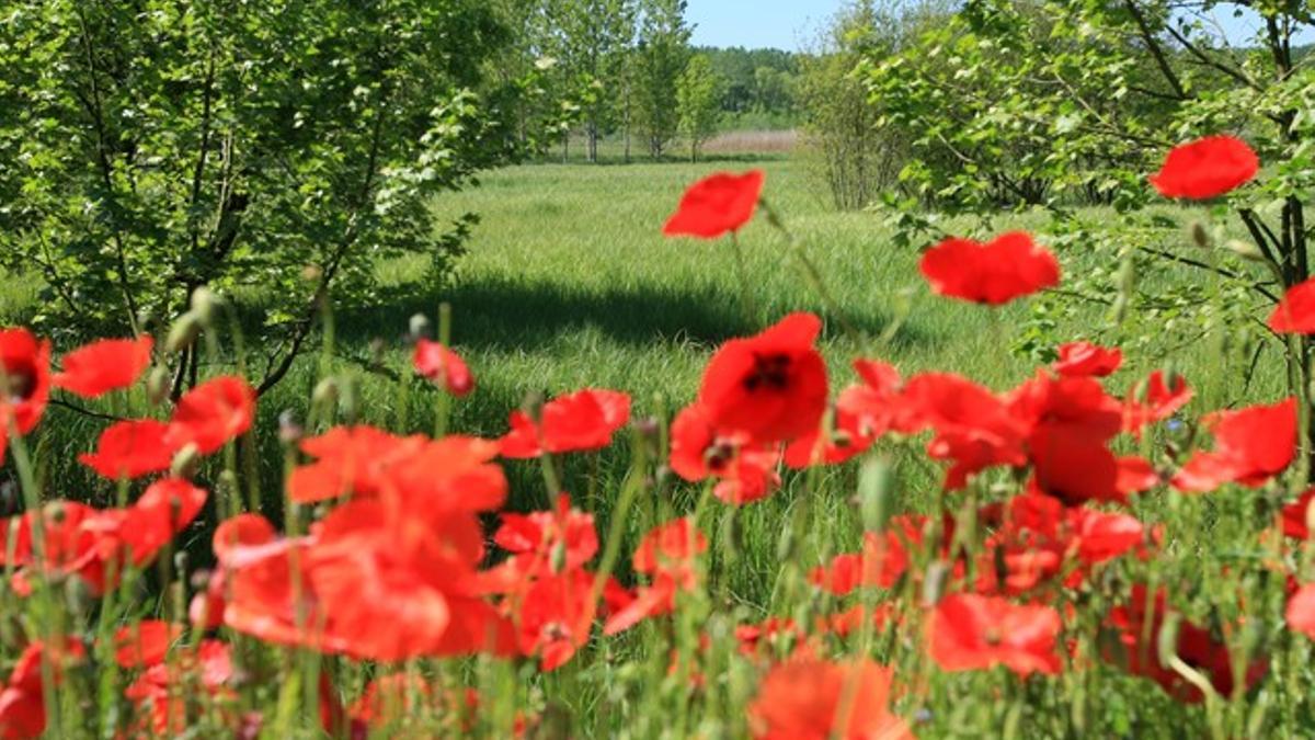 El invierno ha sido más frío, la primavera llega más cálida y seca