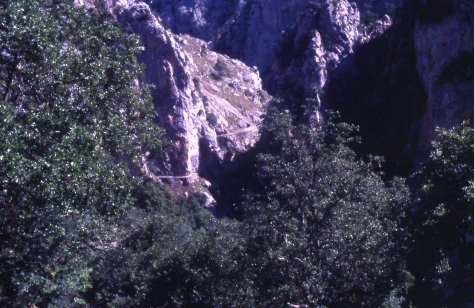 Desde la parte baja de la Canal de Trea, la senda del Cares y el canal que lleva agua hasta la central hidroeléctrica de Poncebos.