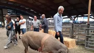 Agrosiero reivindica al gochu asturcelta en una edición marcada por la ausencia de ganado vacuno