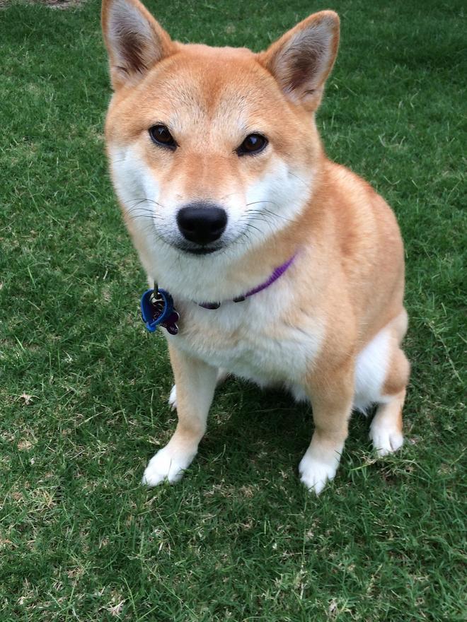 Los perros de raza shiba inu son muy independientes, relajados y silenciosos.