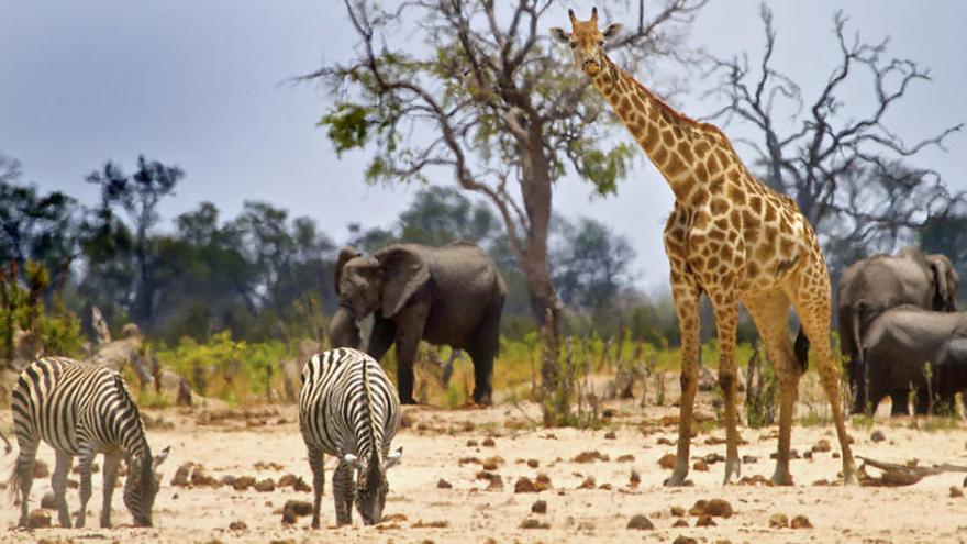 Cebras, elefantes y jirafas en contacto con la naturaleza