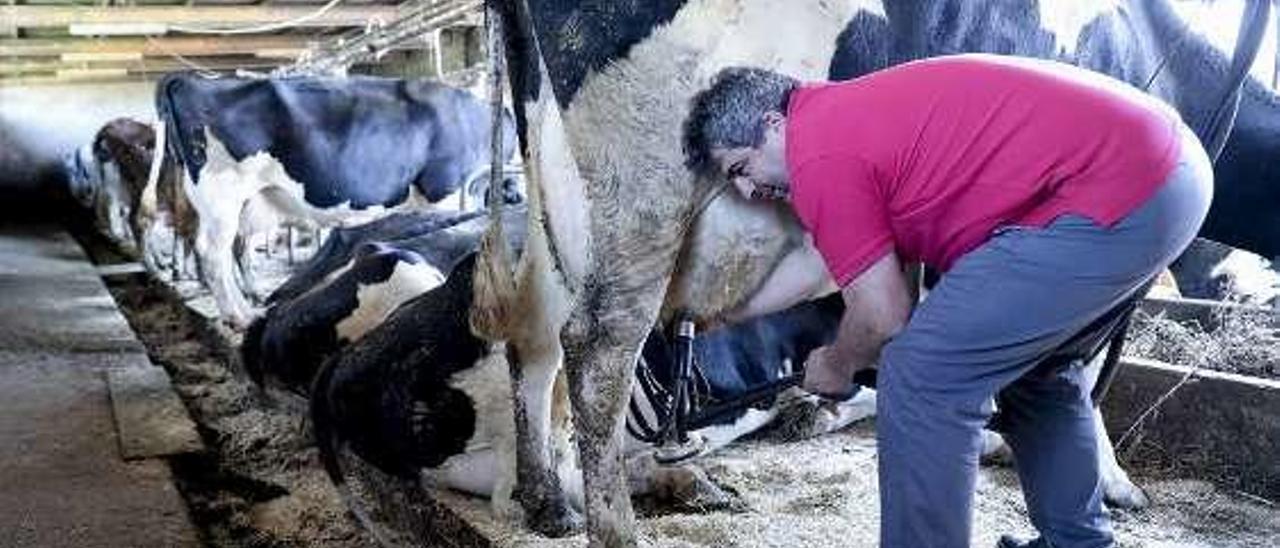 Unas vacas de la ganadería El Curiosu, en Huerces, y Fernández, en su cuadra.