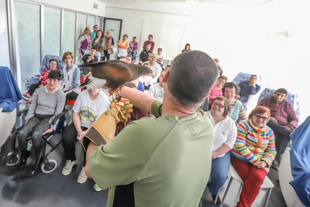 Aves rapaces forman parte de un programa educativo