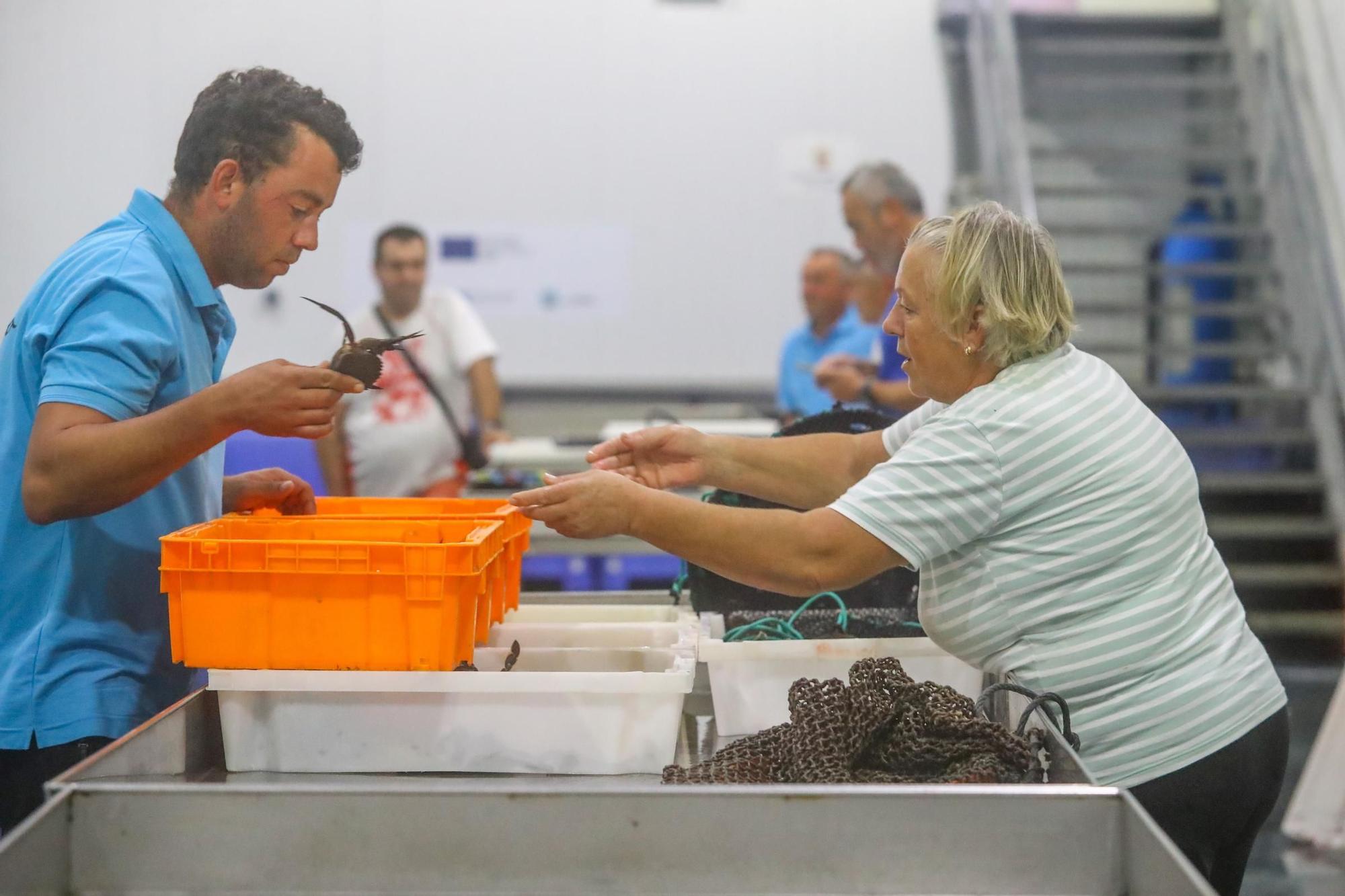 Los últimos retoques de la Festa do Marisco de O Grove.