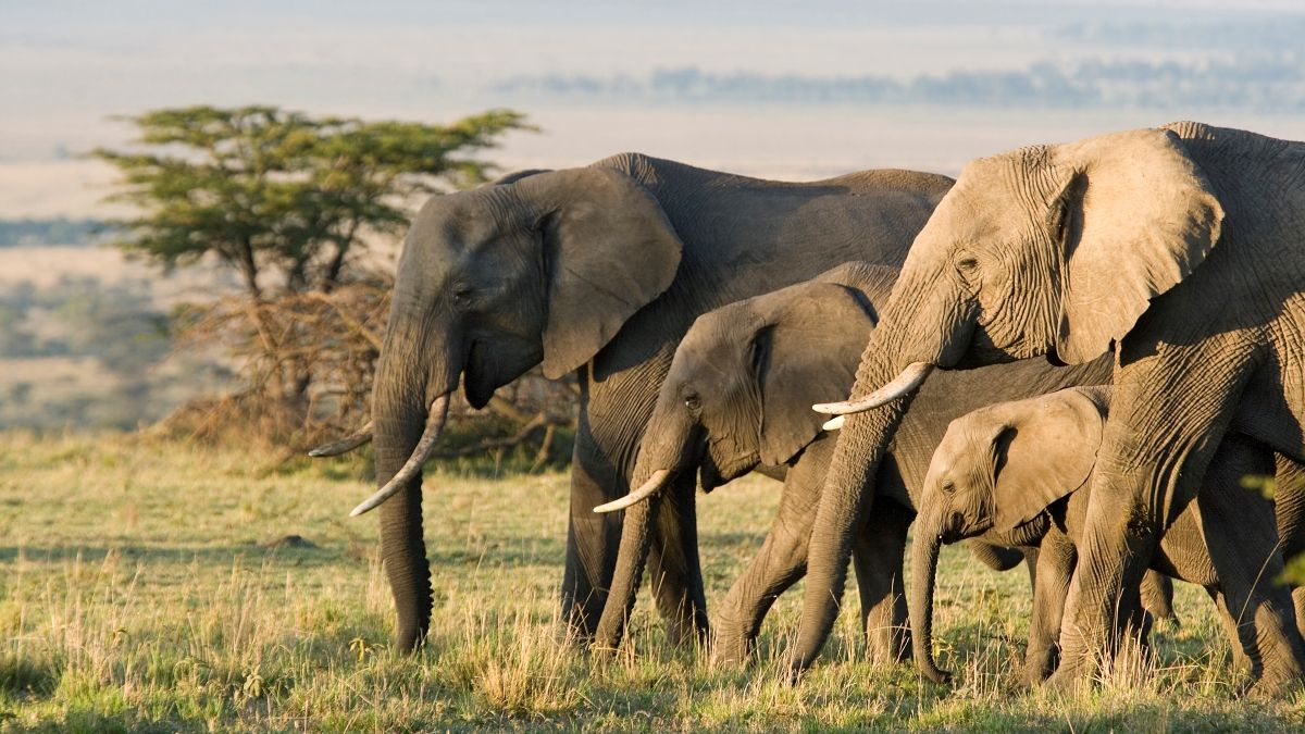Grupo de elefantes africanos caminando por la sabana en la Reserva Nacional de Masai Mara, Kenia.