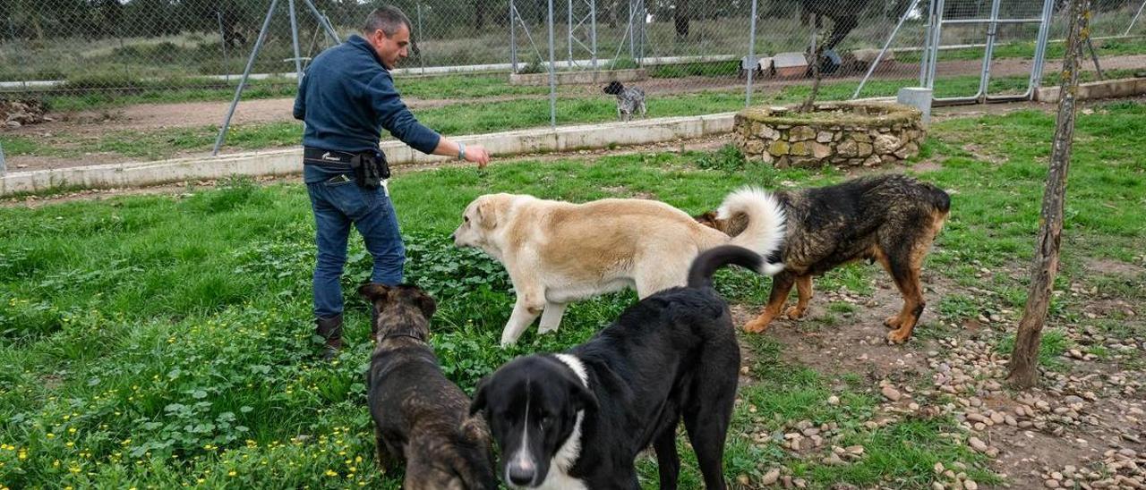 Un empleado del Centro de Protección Animal da de comer a varios perros de tamaño grande.