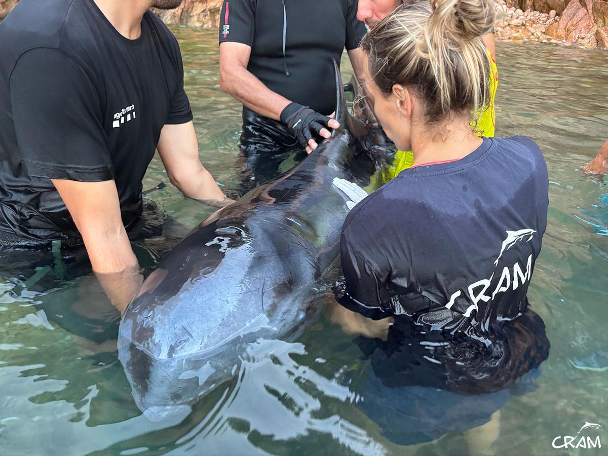 Rescats de fauna marina a la Costa Brava durant l'any passat