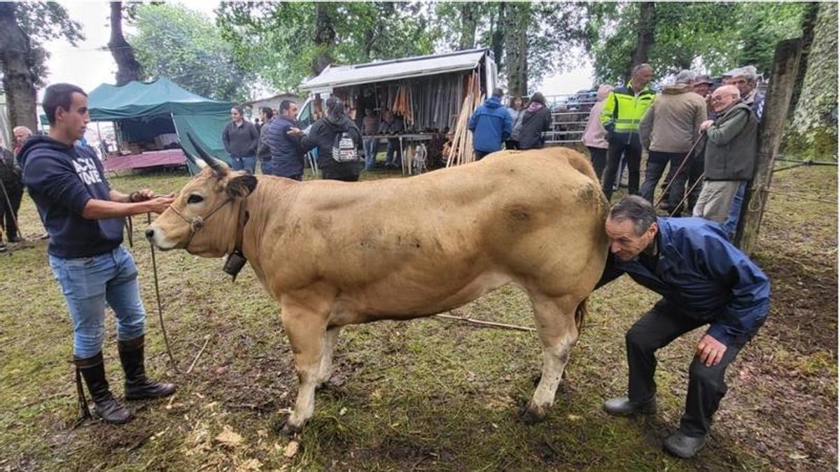 Cabeza de ganado vendida en 5.000 euros en la Feria de San Pedro de Mallecina, en Salas.
