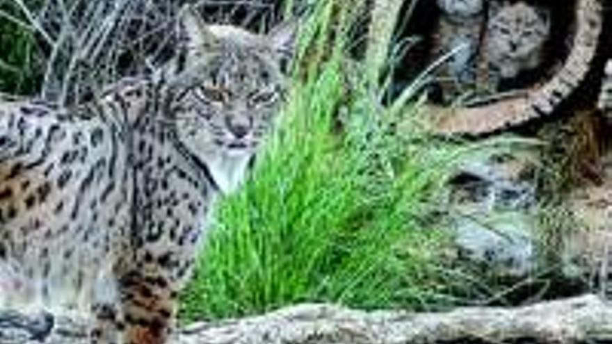 Los primeros linces en cautividad llegarán a la región en el 2010