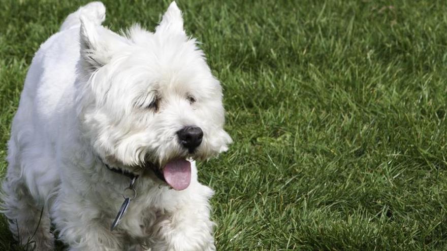 Un perro de la raza de &#039;Cachas&#039;