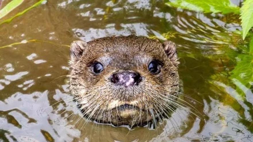 La nutria recoloniza Alicante: el Hondo, el río Segura y la red de riego tradicional recuperan poco a poco su población con zonas de reproducción