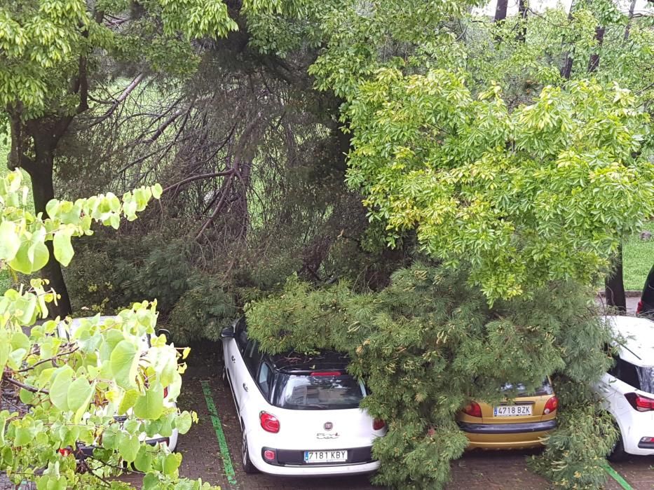 El temporal arrenca dos pins i cauen branques al cim de vehicles