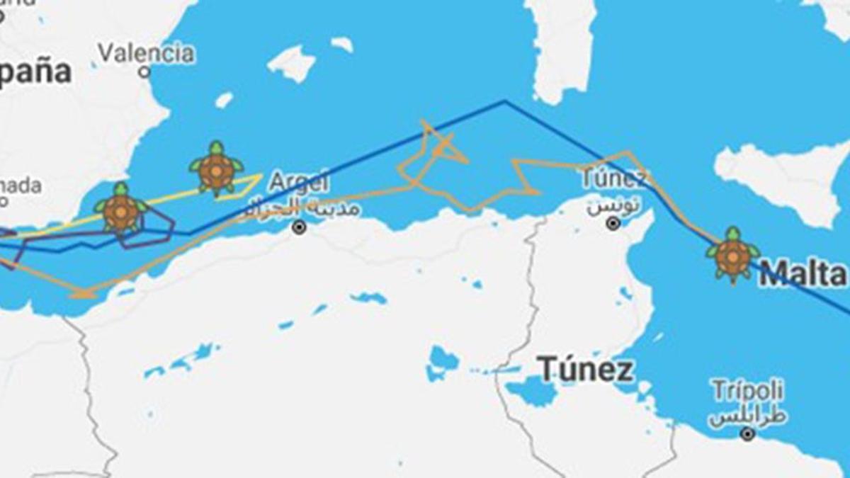 Recorrido de las tortugas Alfonsina, Eucrante, Ana y Marina hasta el 26/01/2022.