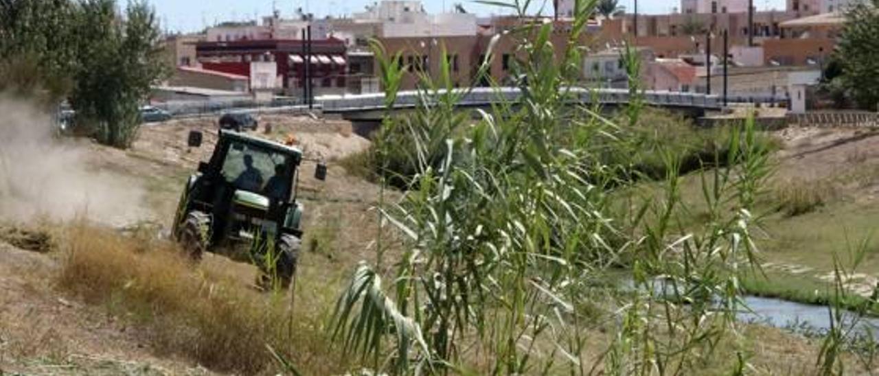 Una imagen de limpieza de cañas esta semana en el Segura a su entrada en Orihuela.