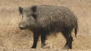 Los cazadores de Dénia y Xàbia abaten 91 jabalíes en un año en el Montgó