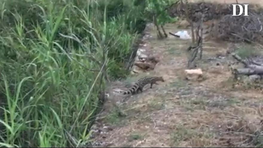 Vídeo: una jineta en Ibiza