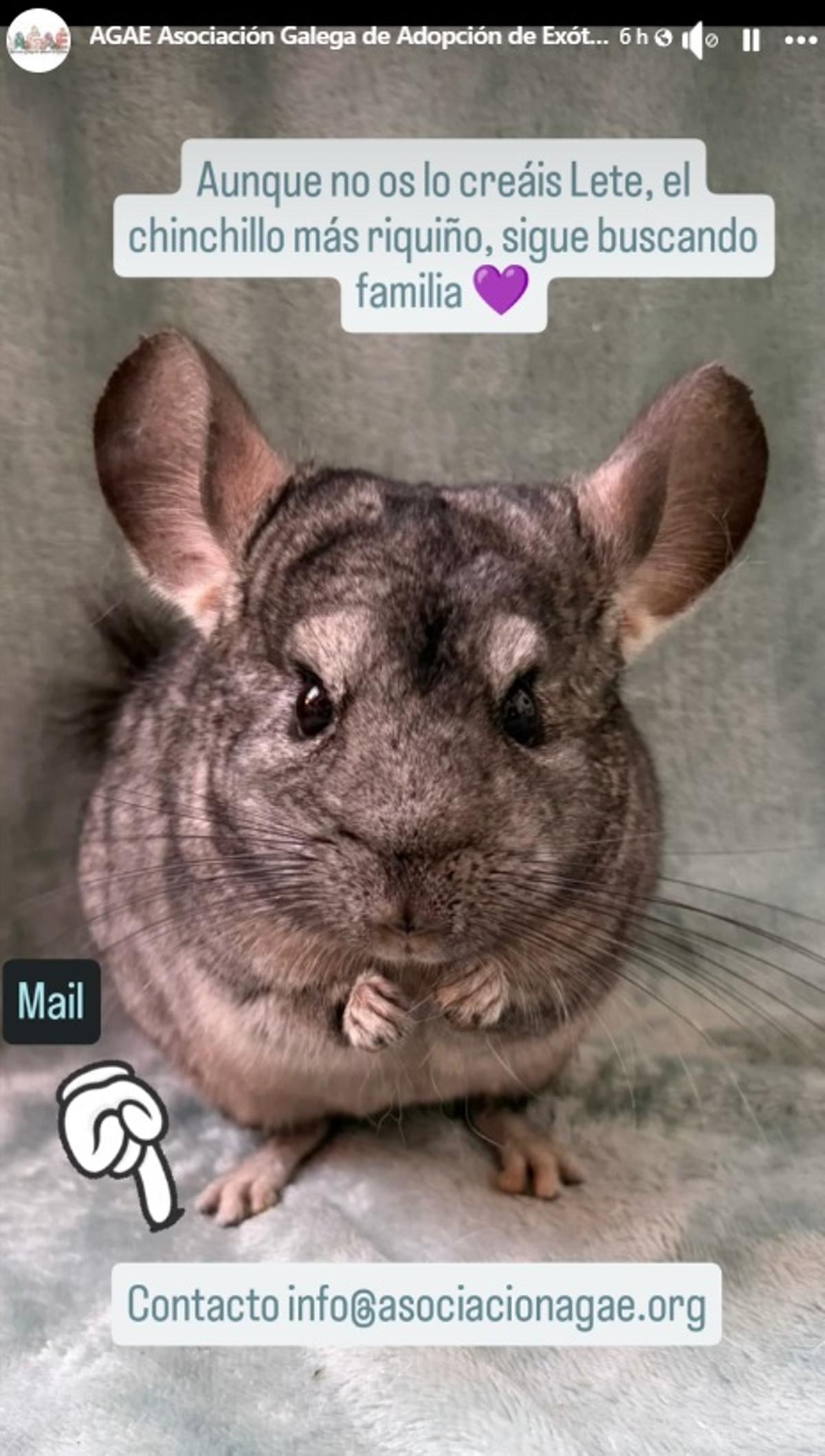 Chinchilla macho, en adopción