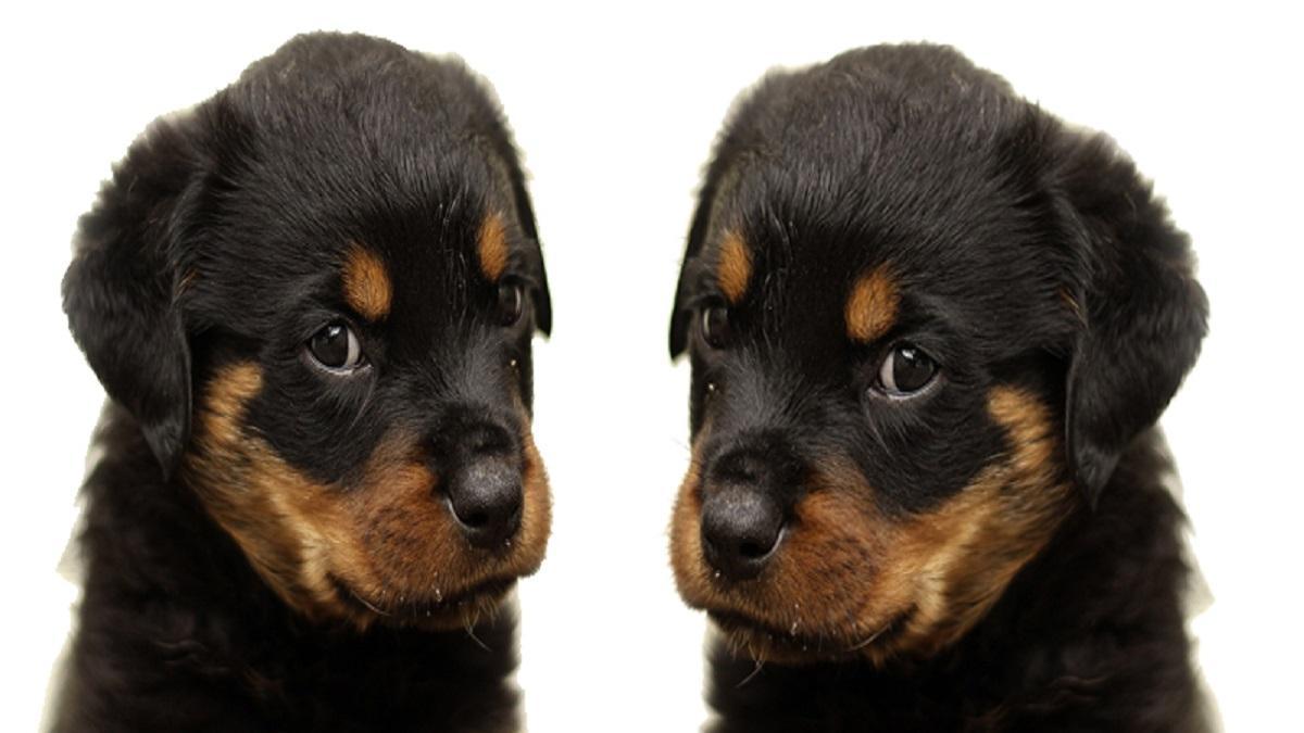 La clonación de mascotas se está volviendo cada vez más popular