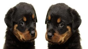 La clonación de mascotas se está volviendo cada vez más popular