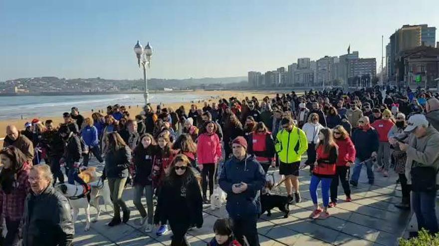 San Silvestre canina en Gijón