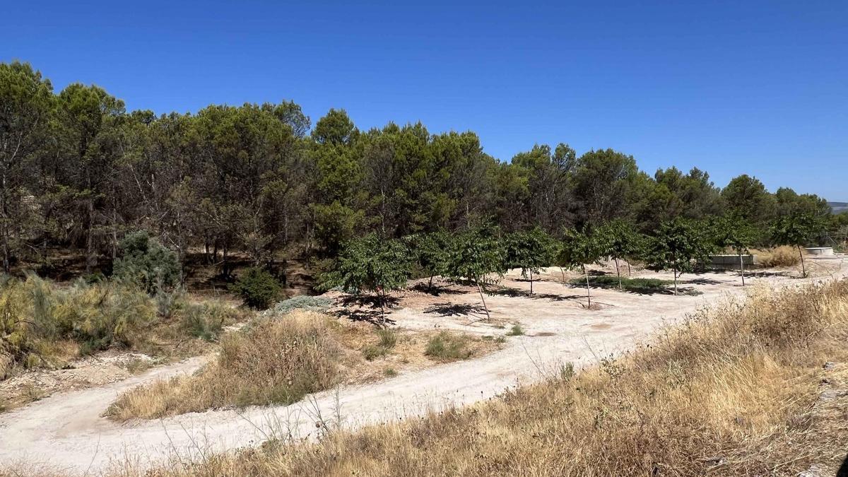 VÍAS PECUARIAS EN CABRA | La plataforma por los Caminos Públicos denuncia ocupaciones  ilegales en vías pecuarias de Cabra, image size:1200x675