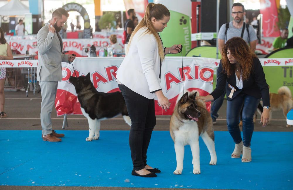 Los mejores perros se dan cita en Castelló