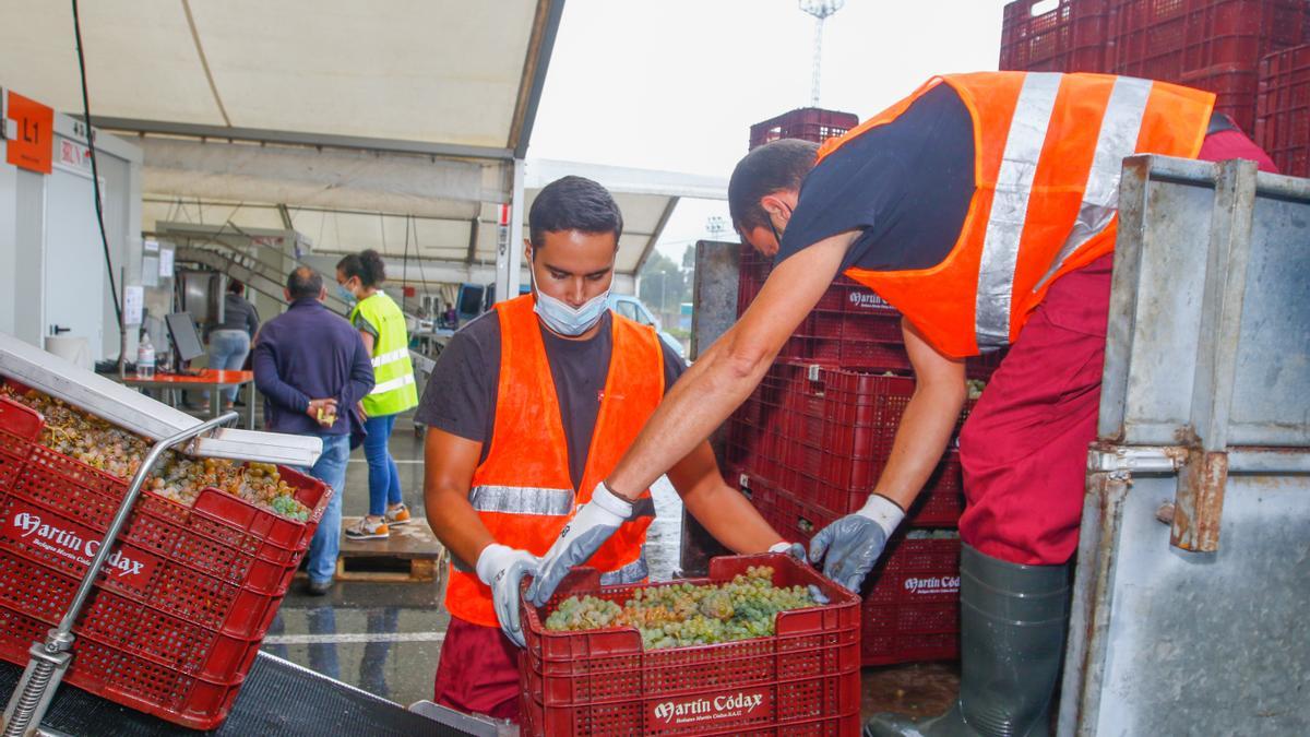 La recepción de uva en bodega, ayer.