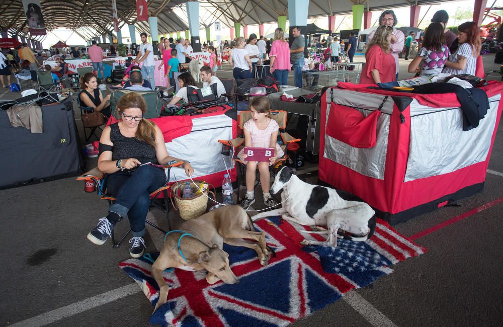 Los mejores perros se dan cita en Castelló