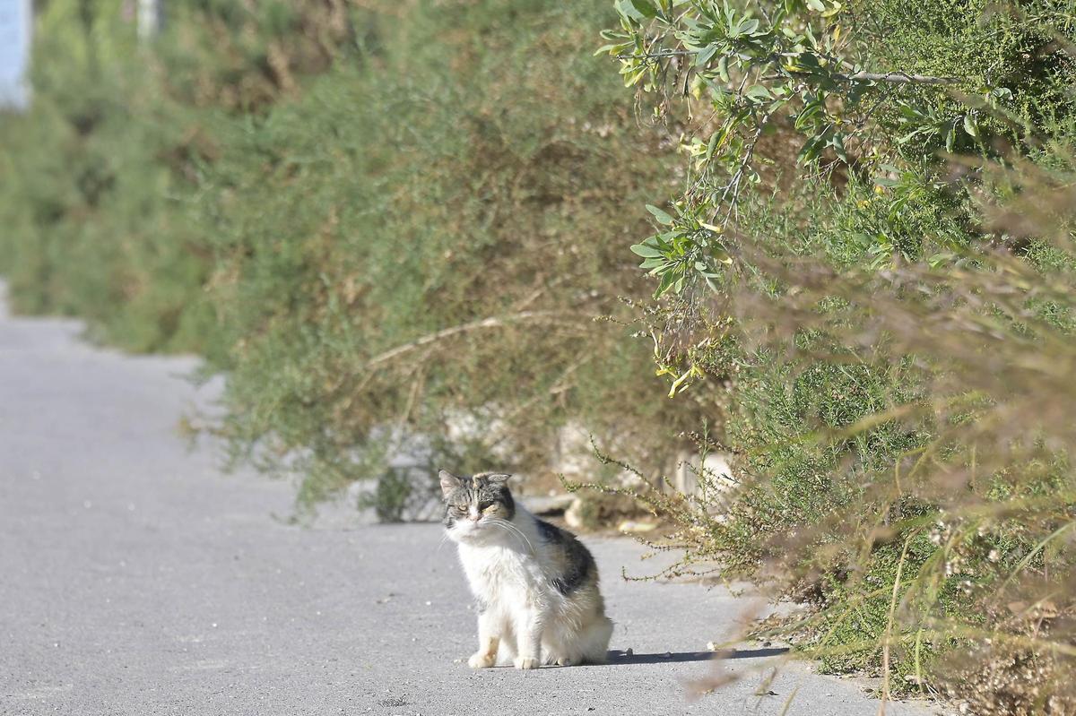 Varios gatos están asentados en el lugar por la vegetación