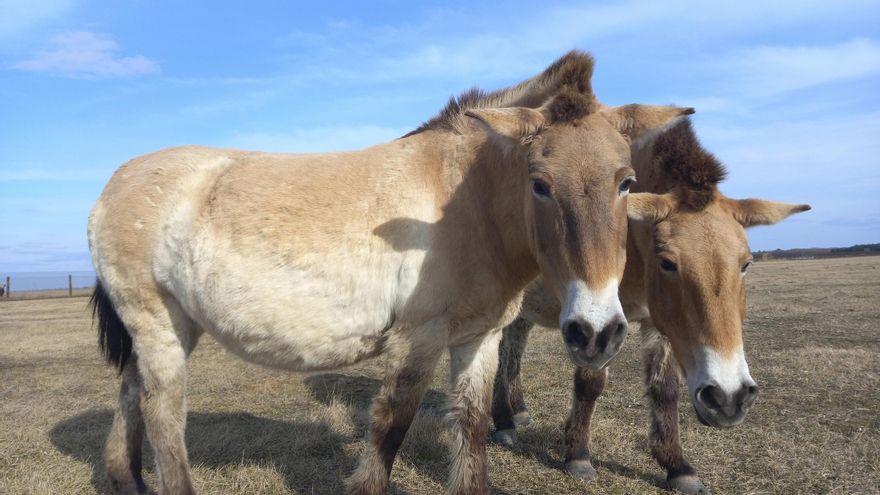 Rescatan a mascotas abandonadas entre las ruinas de las ciudades bombardeadas en Ucrania