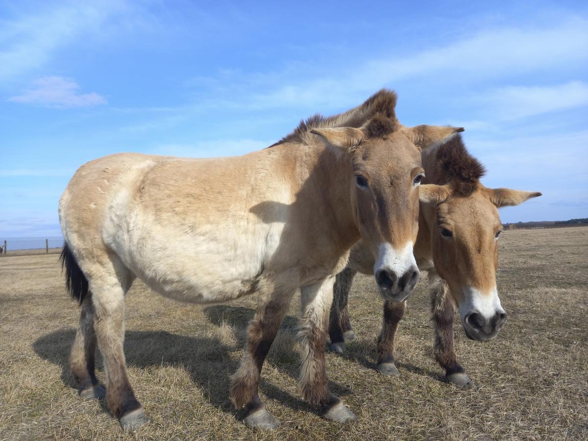 Rescatan a mascotas abandonadas entre las ruinas de las ciudades bombardeadas en Ucrania