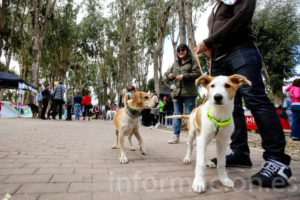 L'Alfàs del Pi, contra el abandono de las mascotas