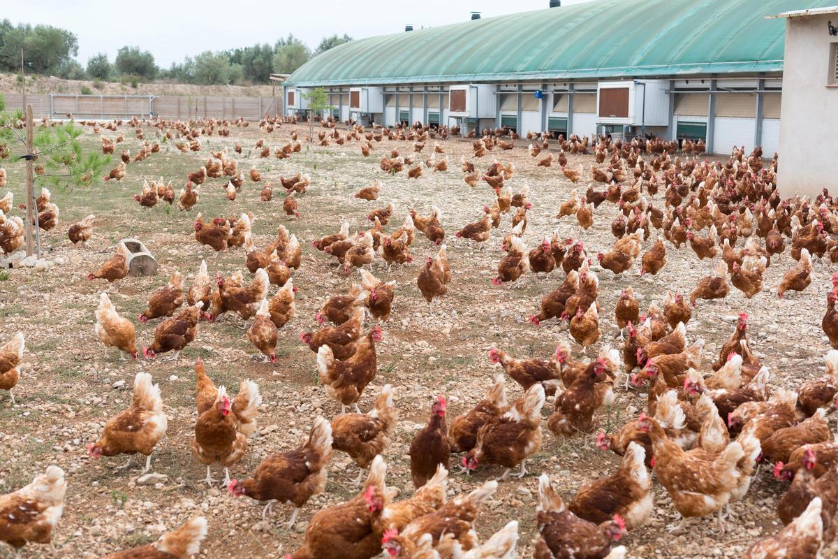 Diverses gallines en una fotografia d'arxiu.