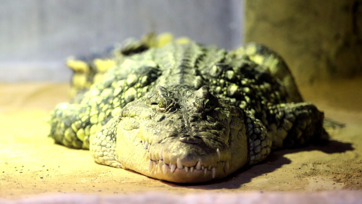 Este macho de cocodrilo del Nilo mide 5 metros y pesa 350 kilogramos.