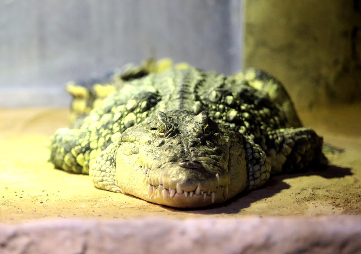 Este macho de cocodrilo del Nilo mide 5 metros y pesa 350 kilogramos.