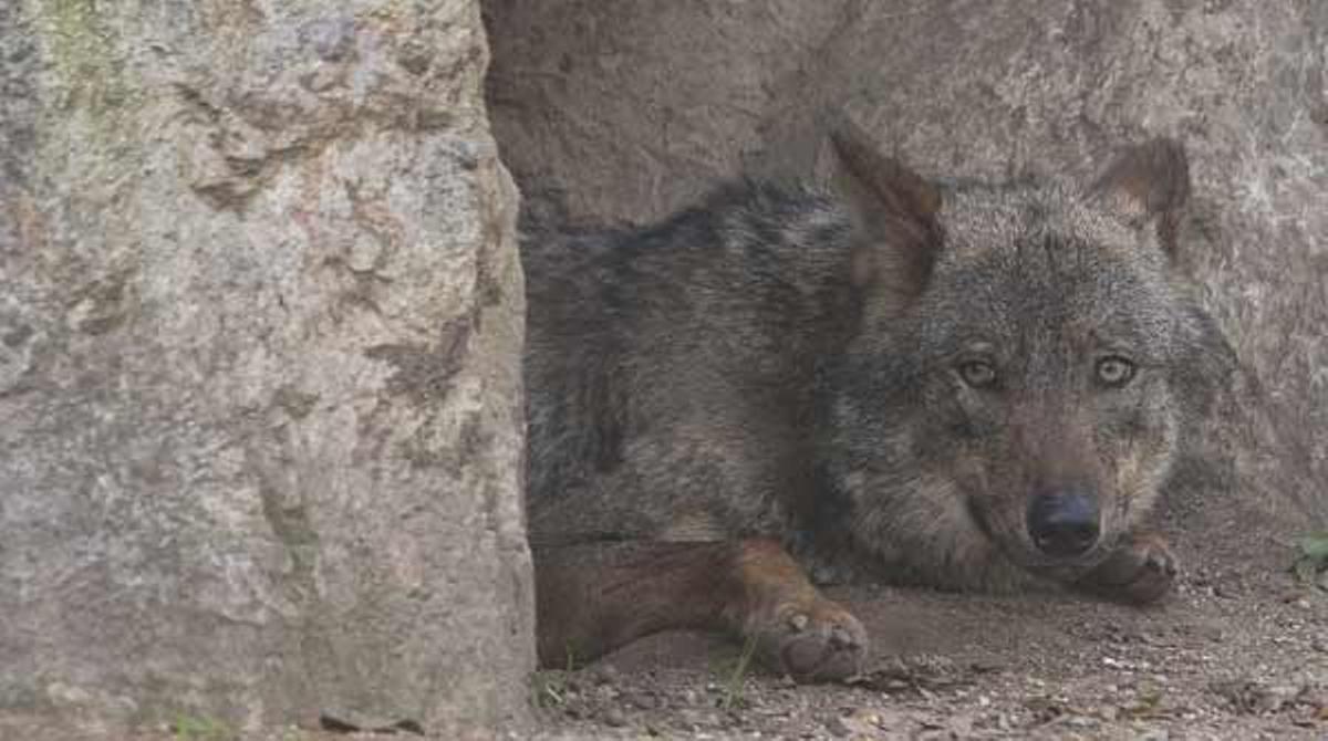 Dues llobes s’escapen del Zoo de Barcelona.