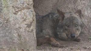Dues llobes s’escapen del Zoo de Barcelona.