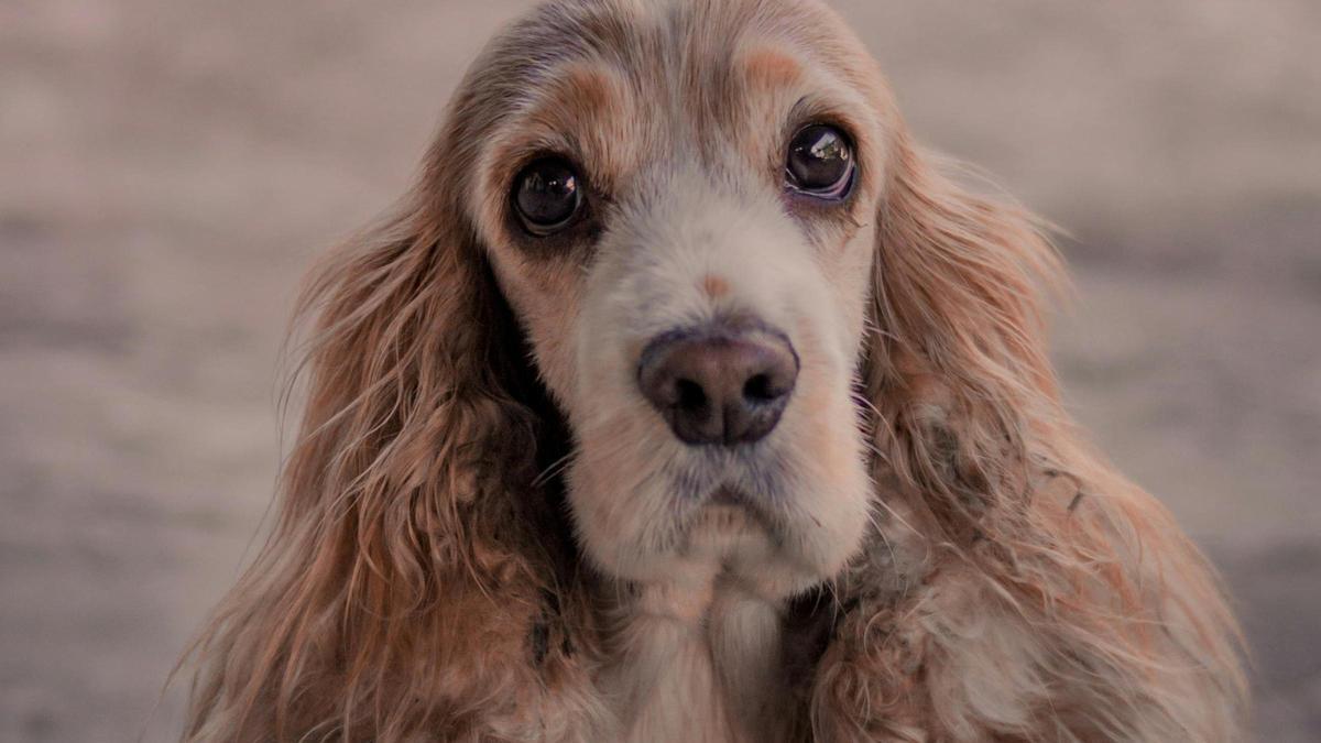 Cocker spaniel.