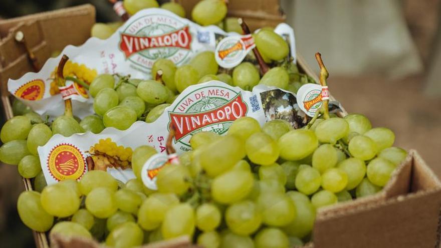 La Uva Embolsada del Vinalopó: la mejor selección con Denominación de Origen Protegida