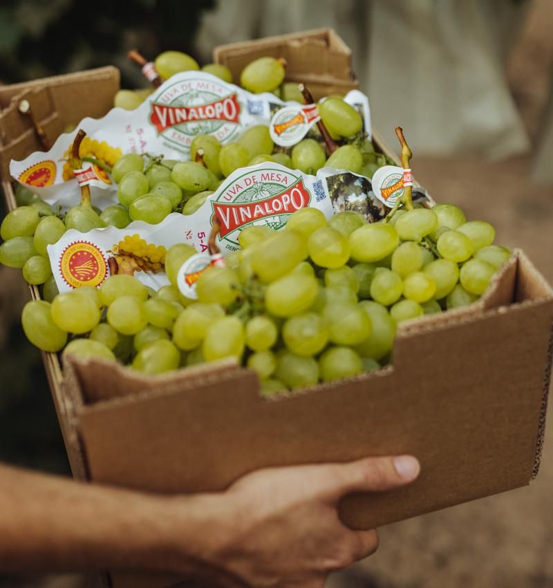 La recolección de esta fruta es completamente artesanal.