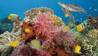 Descubren un arrecife de ‘supercorales’ resistentes al CO2