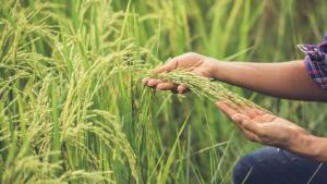 Així és Dekiel, l’alternativa sostenible que potencia el rendiment dels cultius