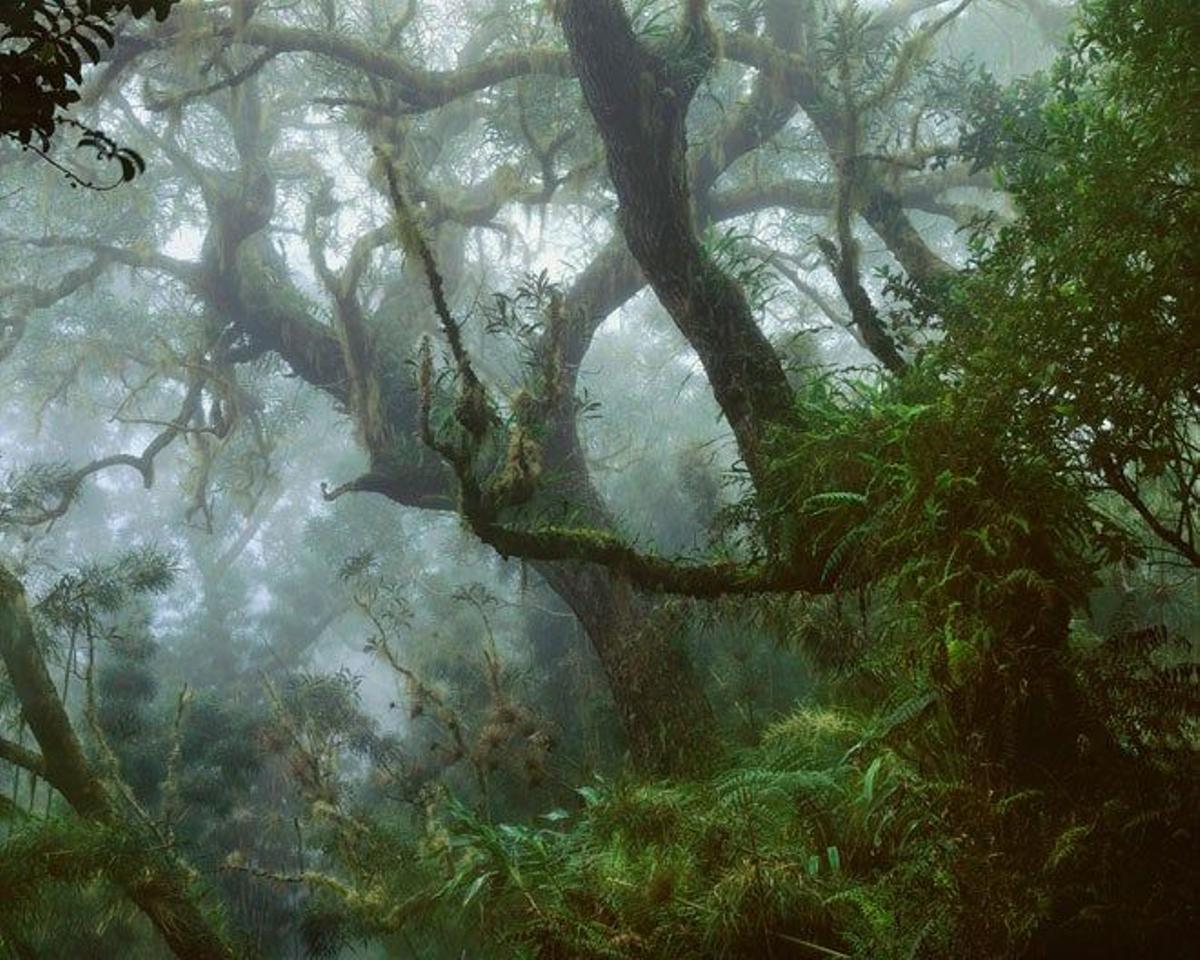 Bosque de tamarindos y nastus es el Parque Nacional de la Isla de Reunión.