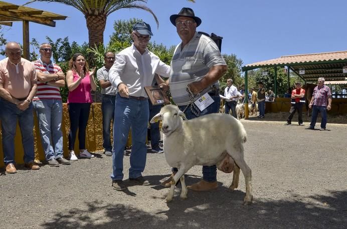 ARUCAS GRAN CANARIA A 28/05/2017 Entrega de premios concurso de ganado del Cabildo de Gran Canaria. FOTO: J.PÉREZ CURBELO