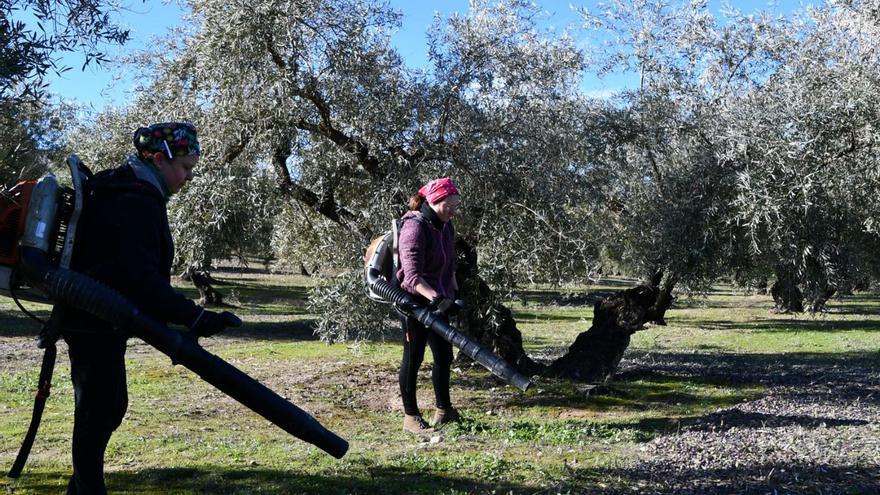 Dos jornaleras recogen la aceituna en una explotación cordobesa durante la actual campaña olivarera.