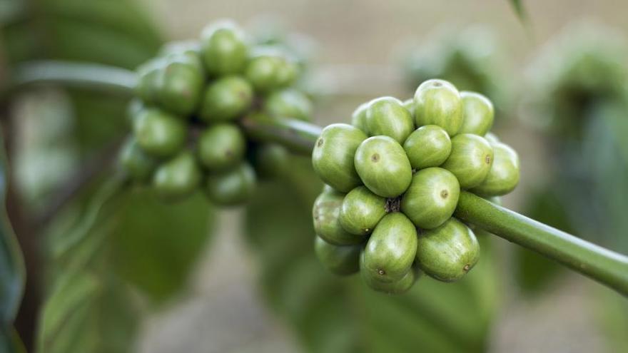 El café verde y el ácido clorogénico