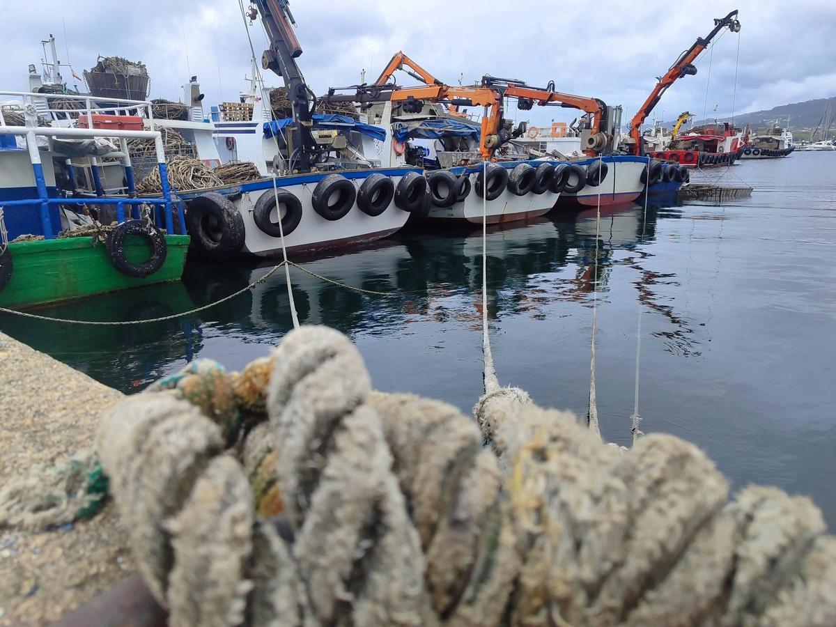 Barcos bateeiros de Bueu, amarrados ayer a puerto después del cierre de las tres zonas de producción.